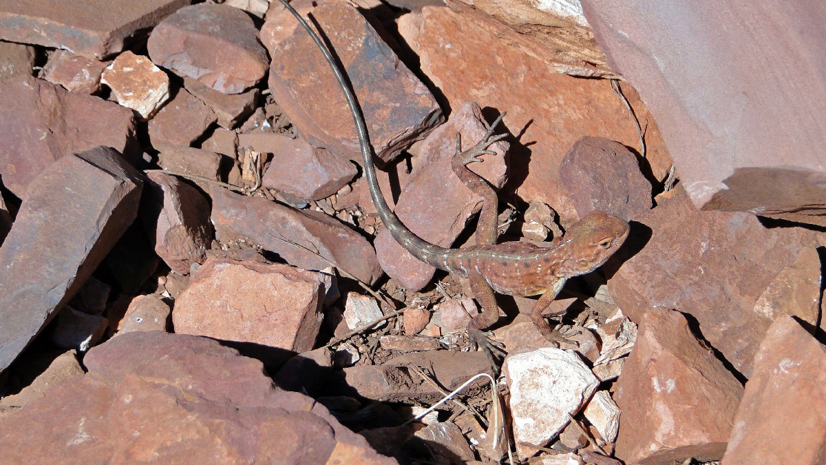 Australia027