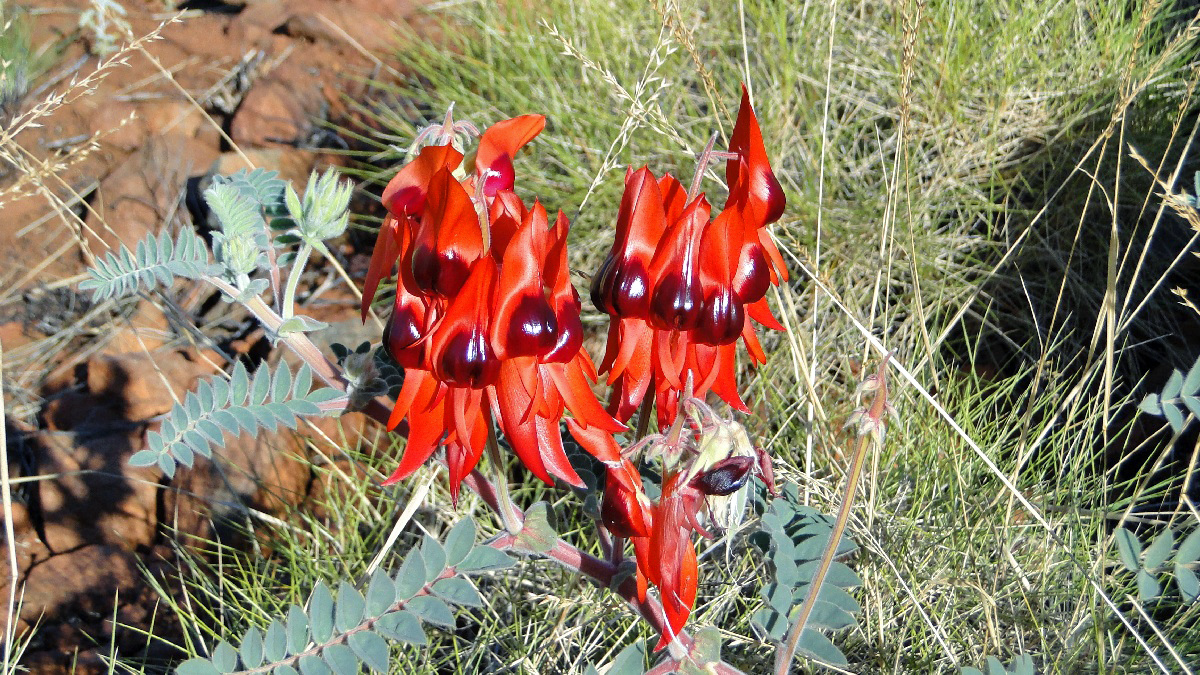 Australia045