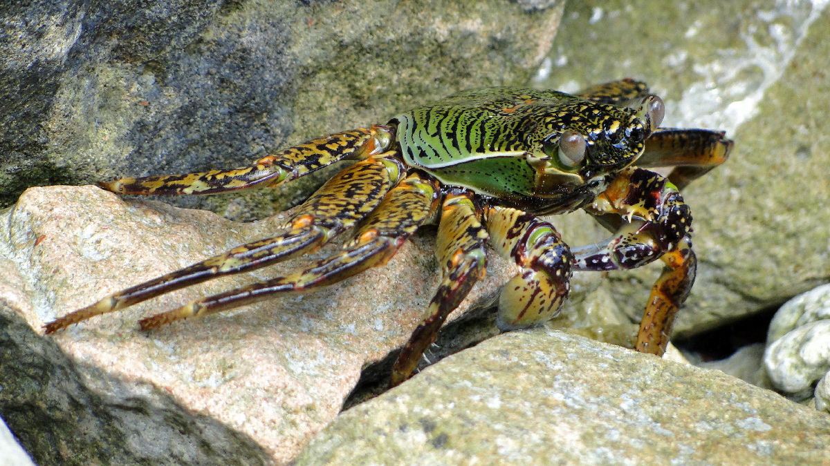 Australia053