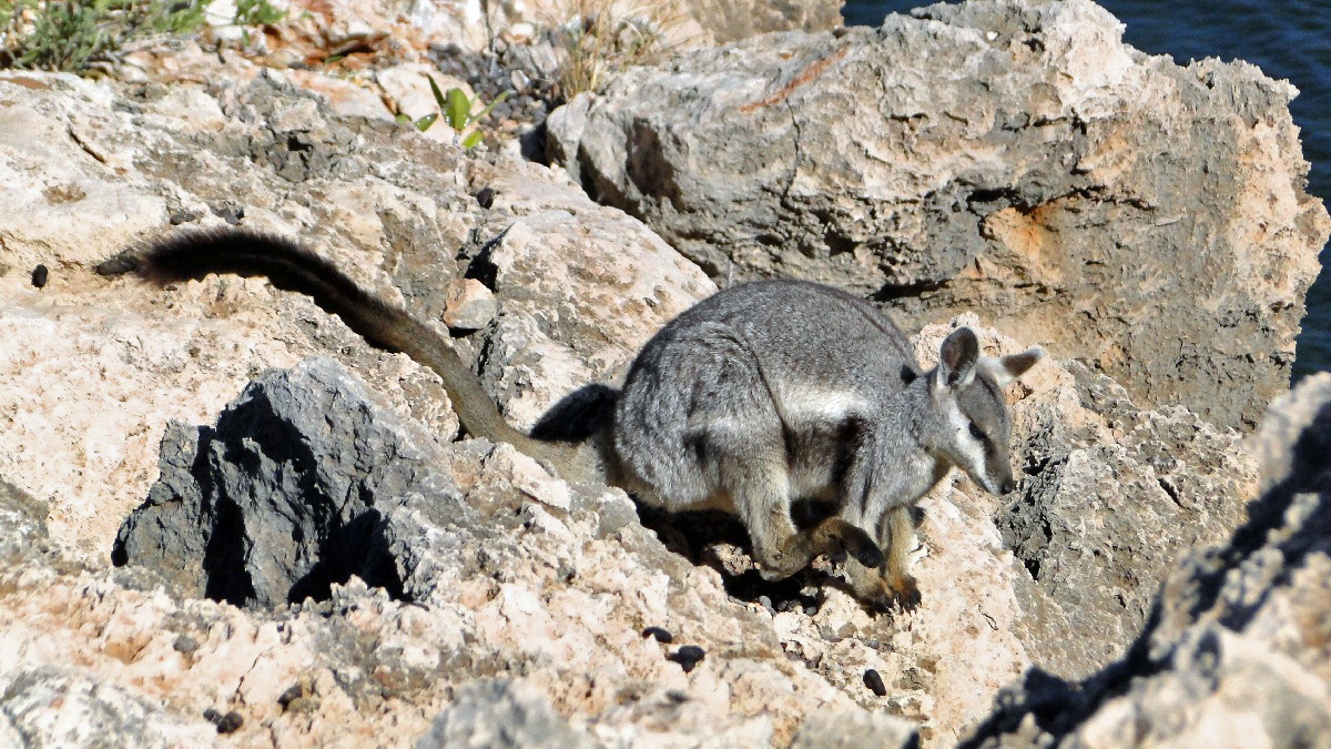 Australia058