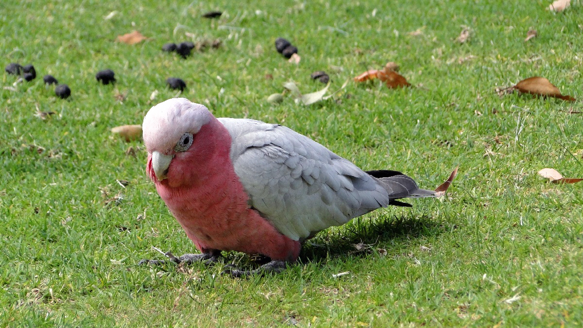 Australia103