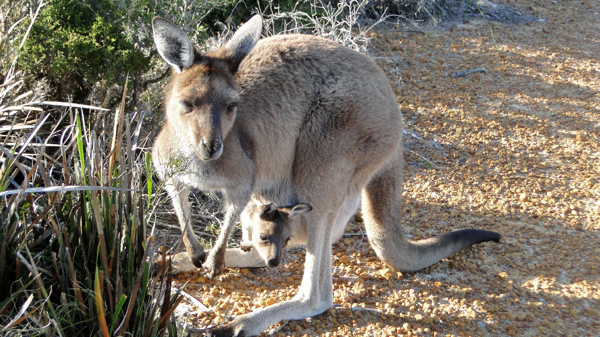 Australia118