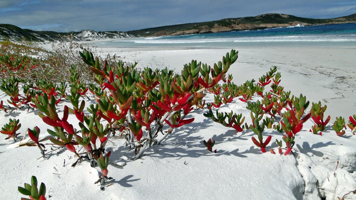 Australia124