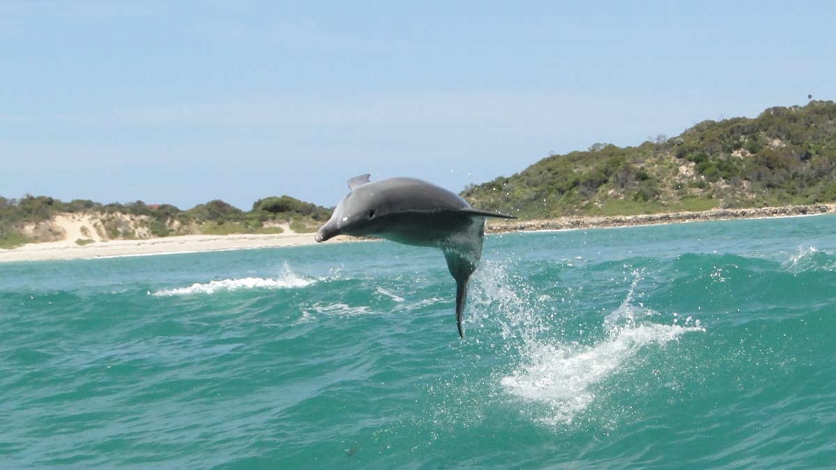 Australia174