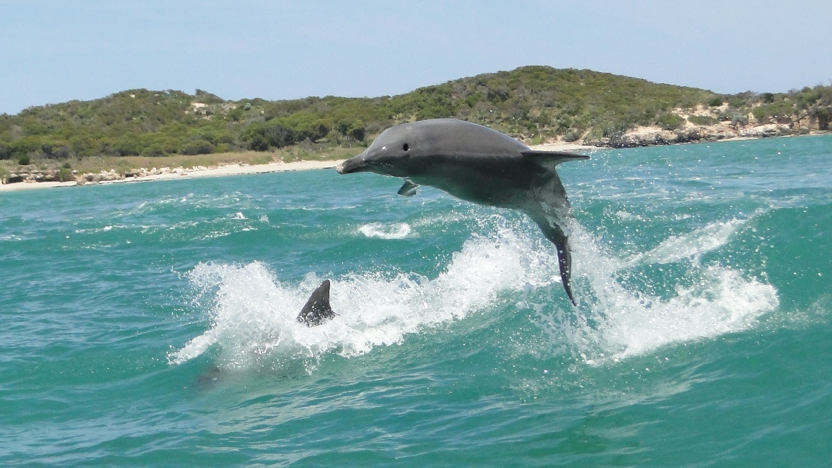 Australia175