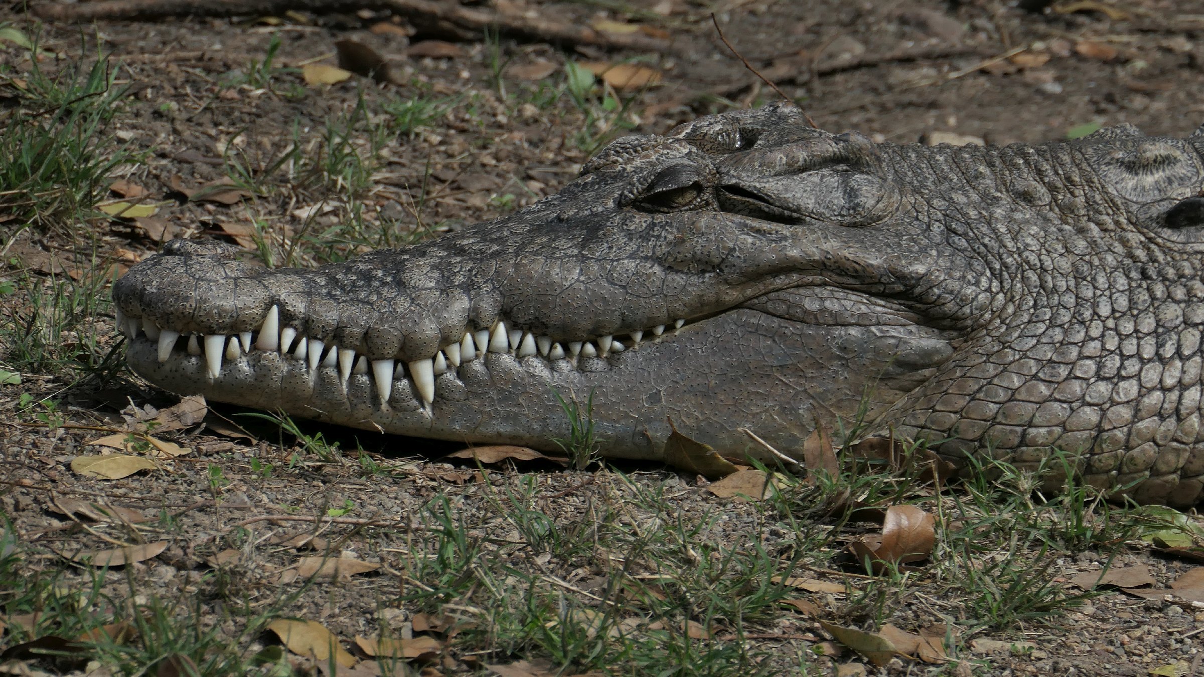 aus24158